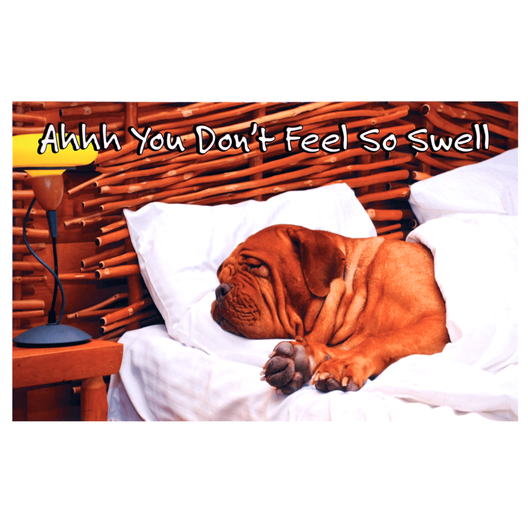 A dog is sleeping on the bed with pillows.