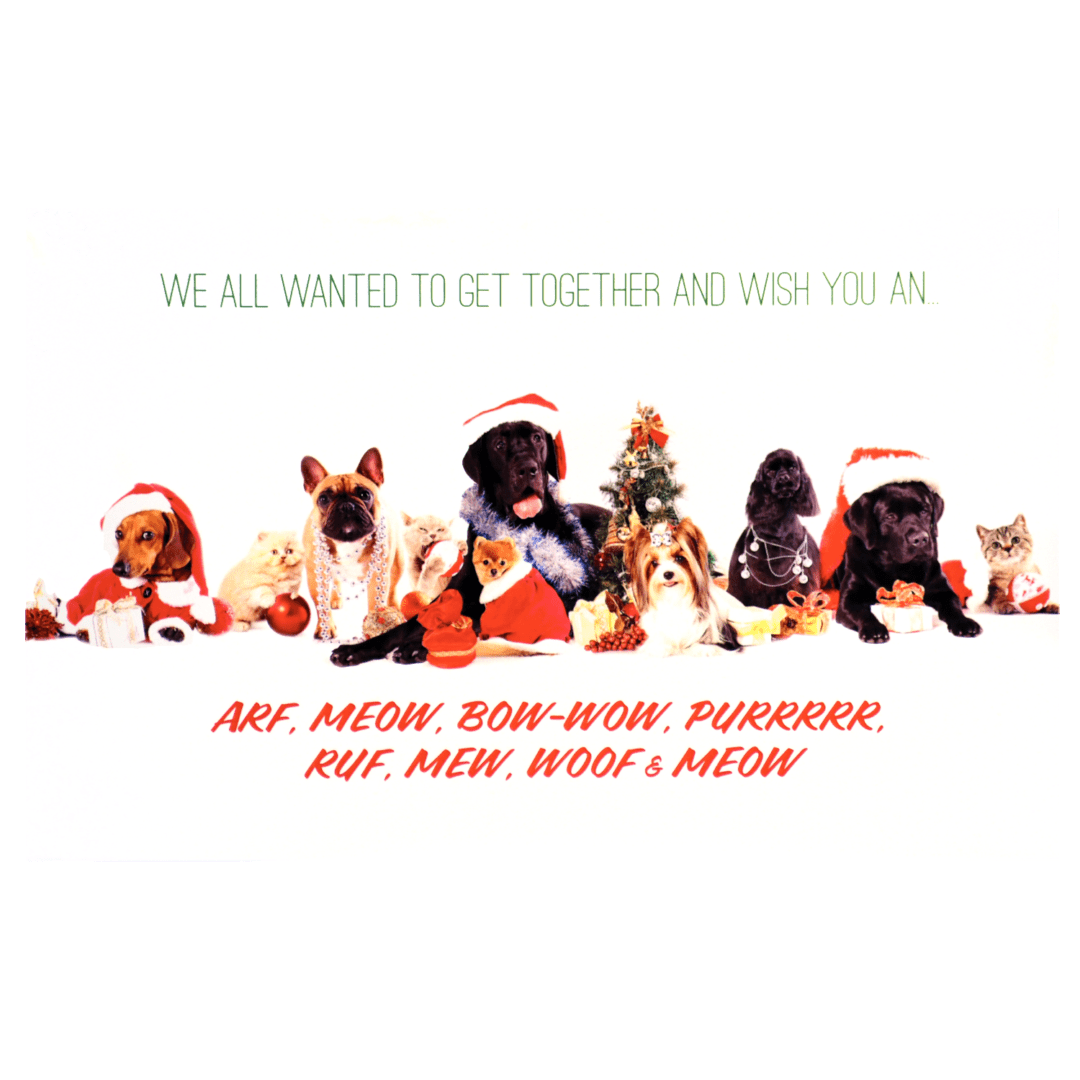 A group of dogs wearing santa hats and sitting on the ground.