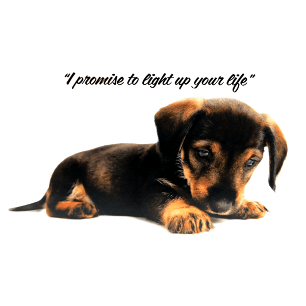 A puppy is laying down with the words " i promise to light up your life ".