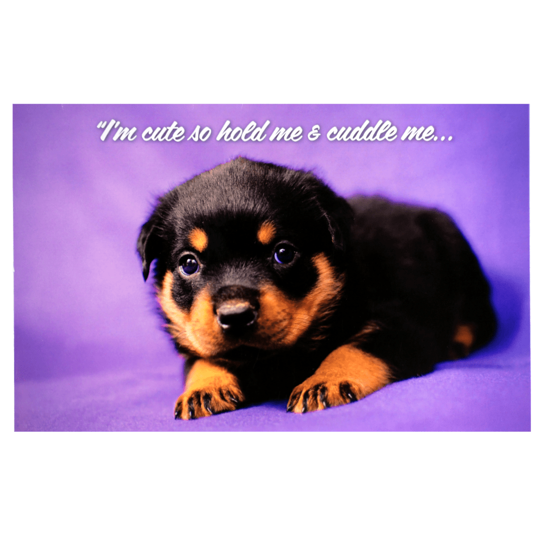 A puppy is sitting on the ground with its head down.