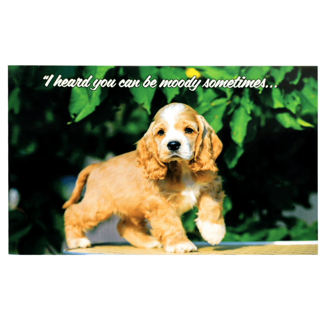 A puppy standing on top of a wooden table.