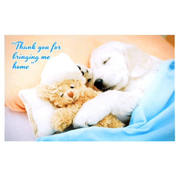 A dog and teddy bear snuggling on the bed.