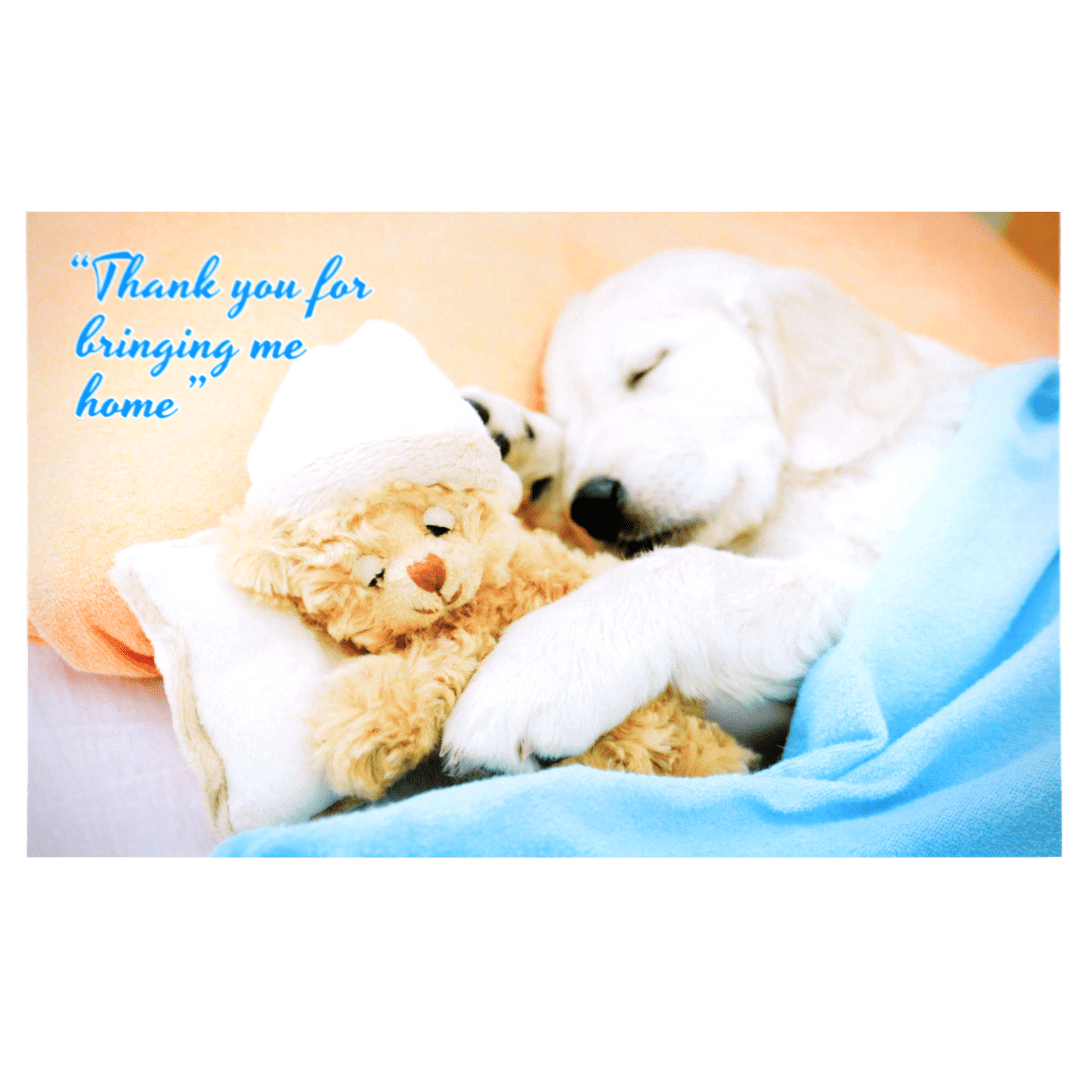 A dog and teddy bear snuggling on the bed.