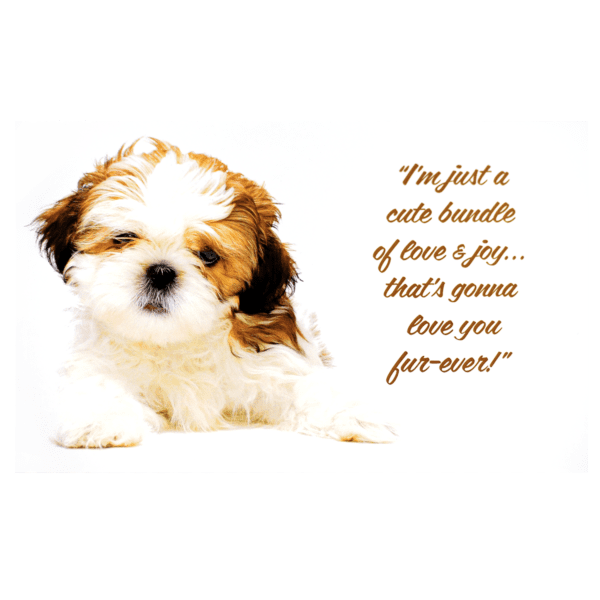 A puppy with a quote about love.