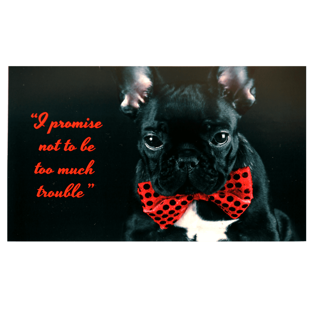 A black dog wearing a red bow tie.