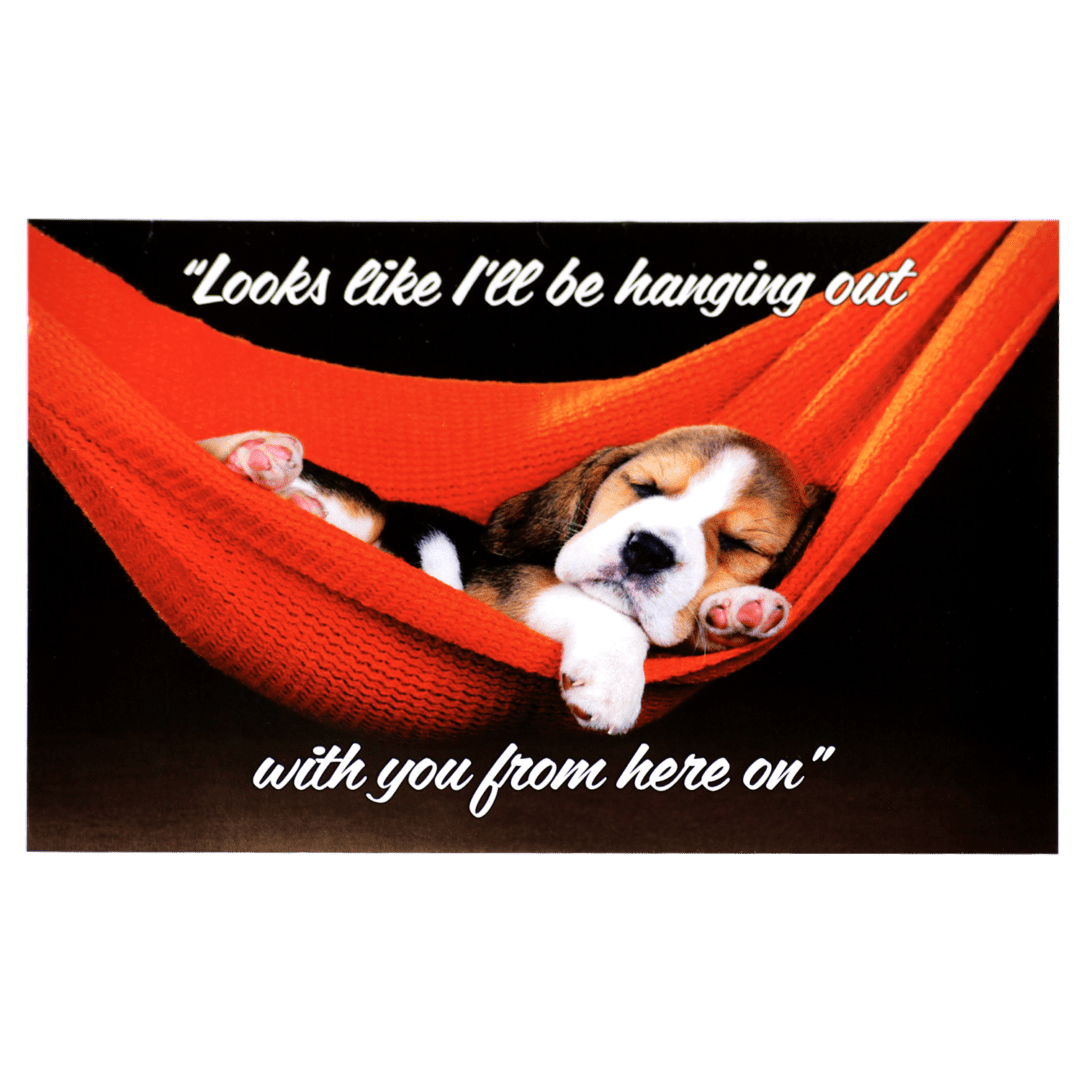 A dog is laying in a hammock with the words " looks like i 'll be hanging out with you from here on ".