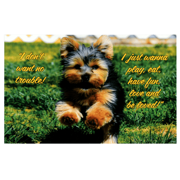 A puppy sitting in the grass with a quote.