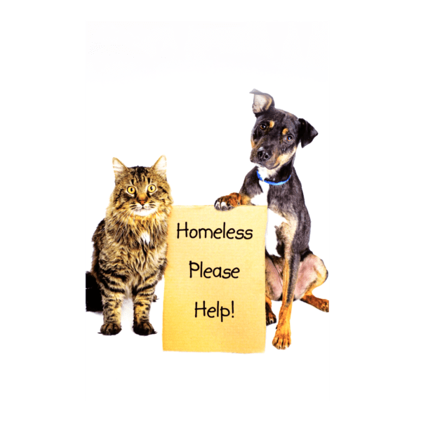 A dog and cat holding a sign that says homeless please help.