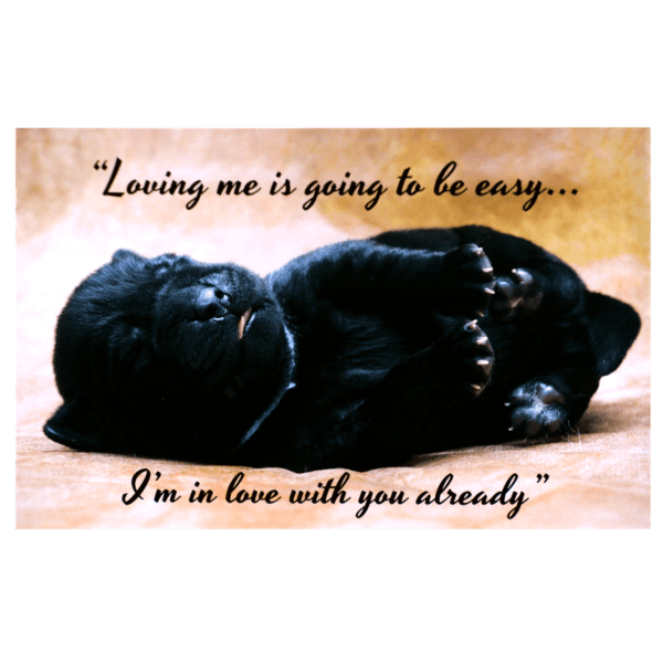 A black cat laying on its back with the words " loving me is going to be easy, i 'm in love with you already ".