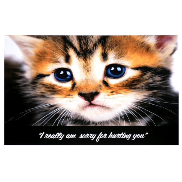 A cat with blue eyes and a quote.