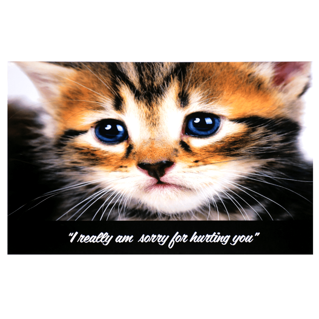 A cat with blue eyes and a quote.