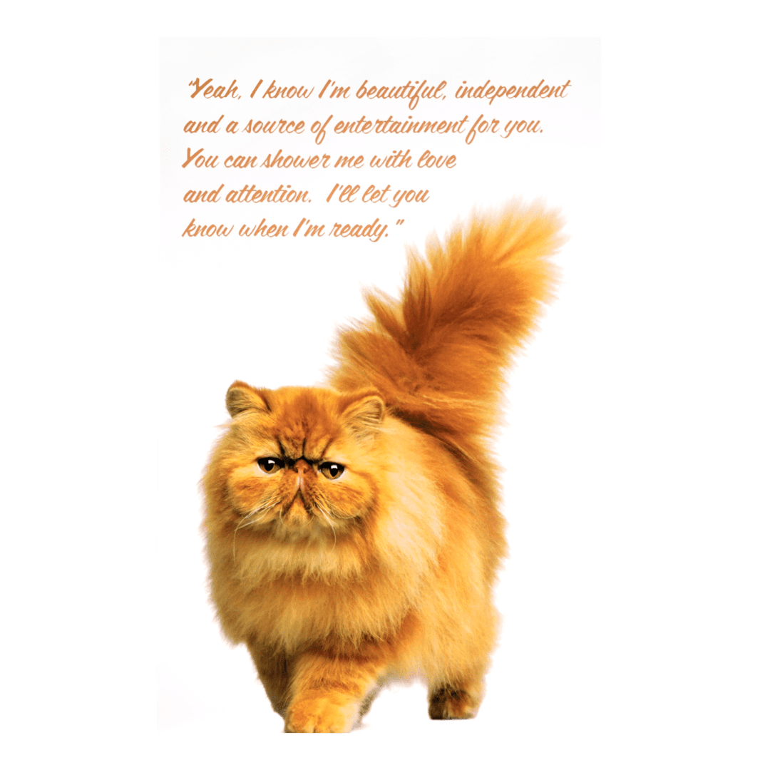 A cat with a quote on it