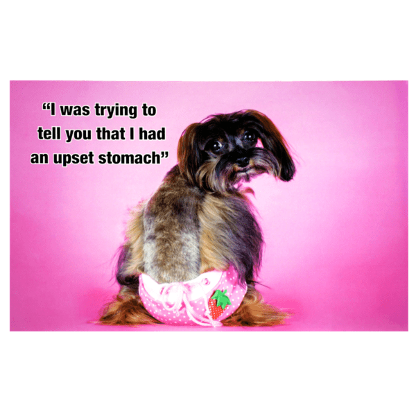 A dog sitting in front of a pink wall.