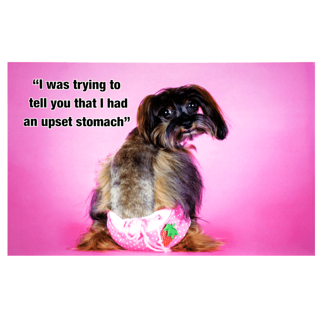 A dog sitting in front of a pink wall.