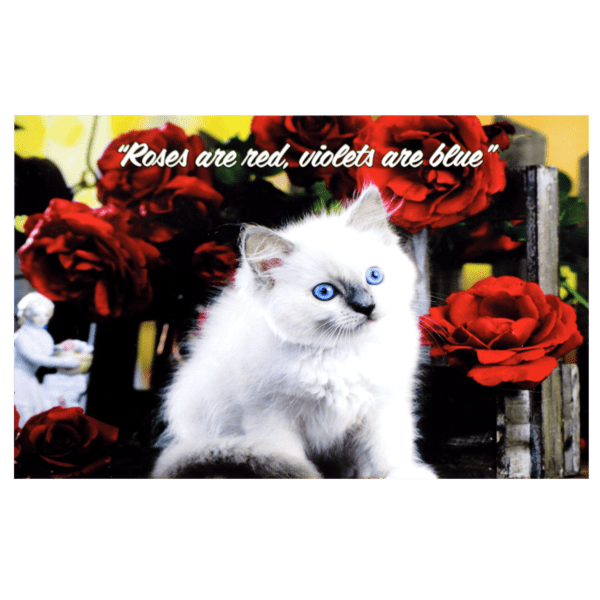 A white kitten sitting in front of red roses.