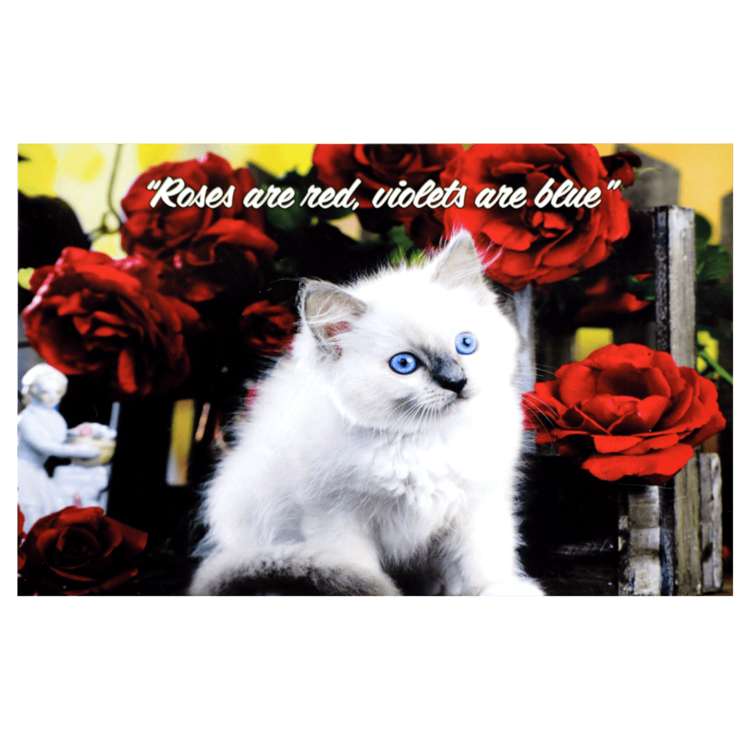 A white kitten sitting in front of red roses.