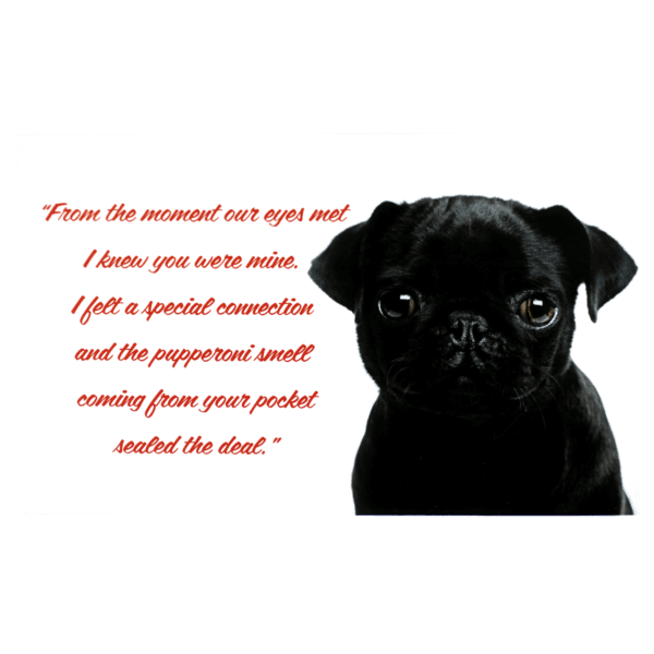 A black pug puppy with a quote from the book, " i hate you were mine ".