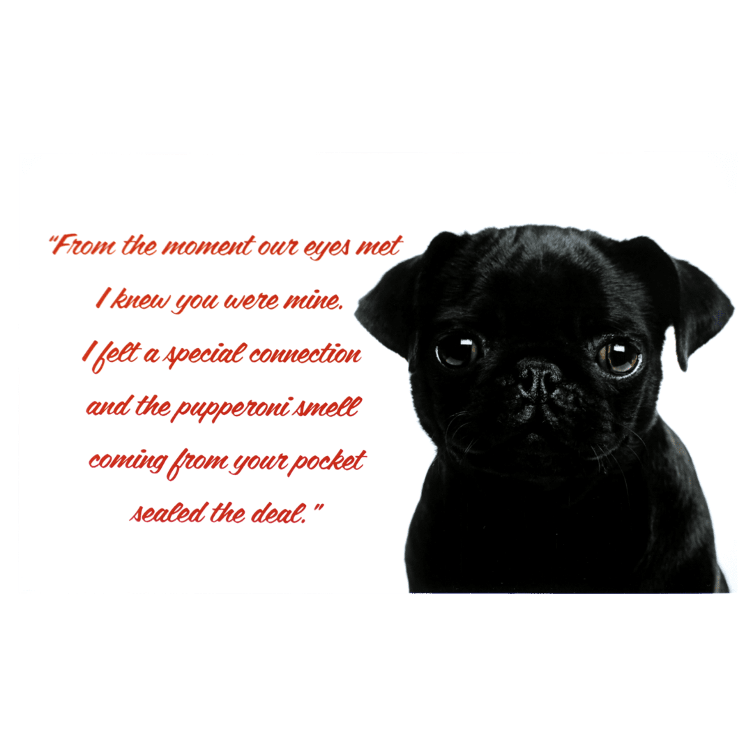 A black pug puppy with a quote from the book, " i hate you were mine ".