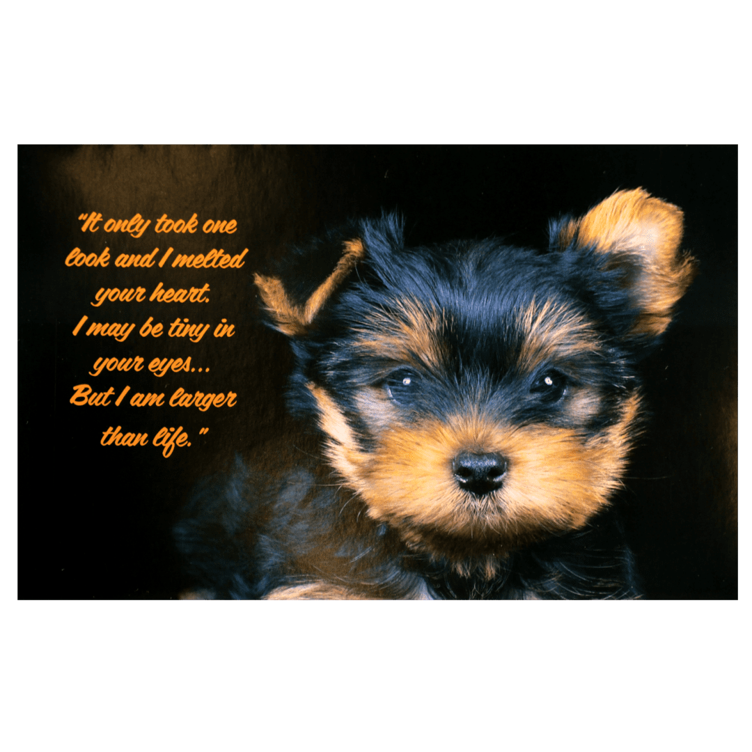 A puppy with a quote on it.