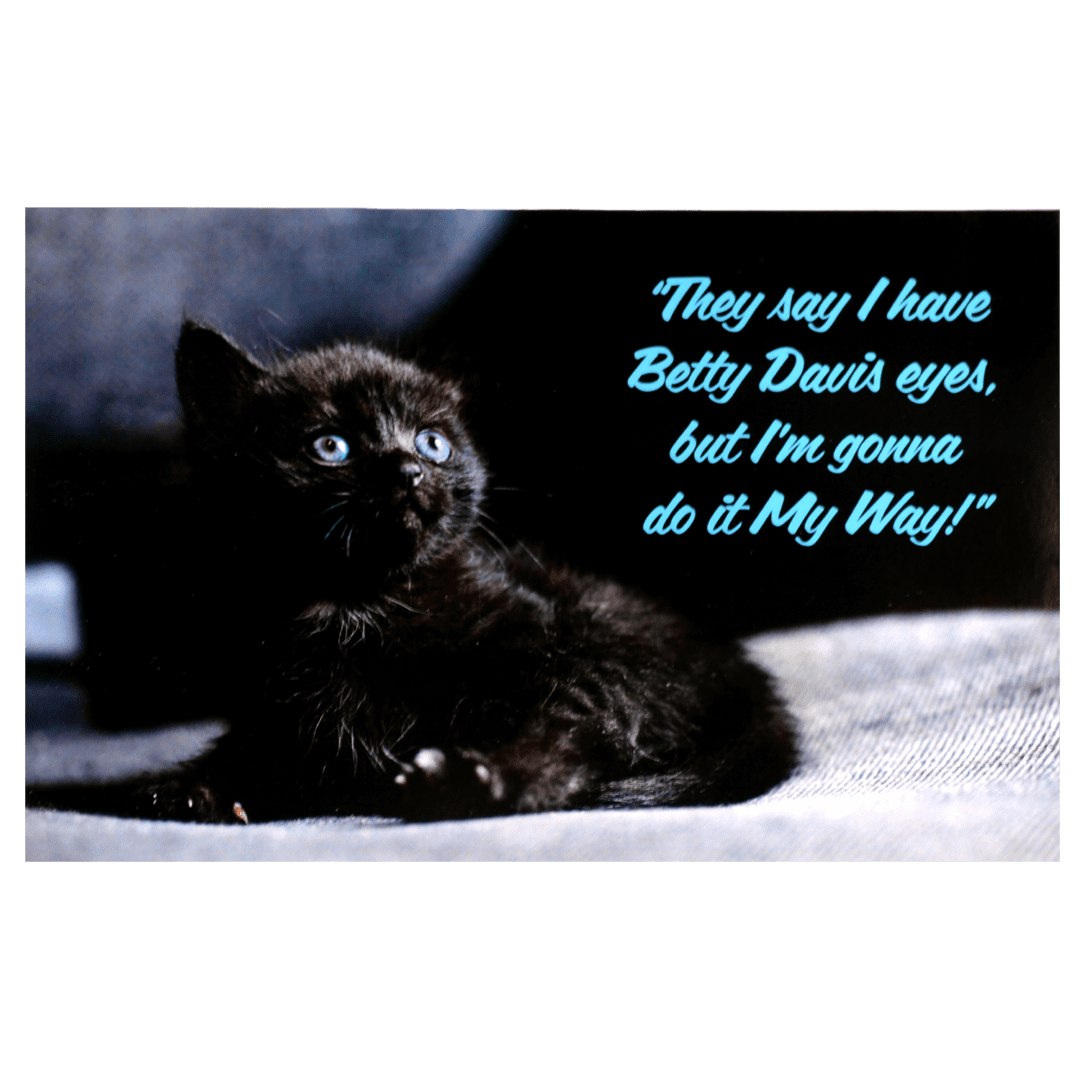 A black cat sitting on the ground with a quote.