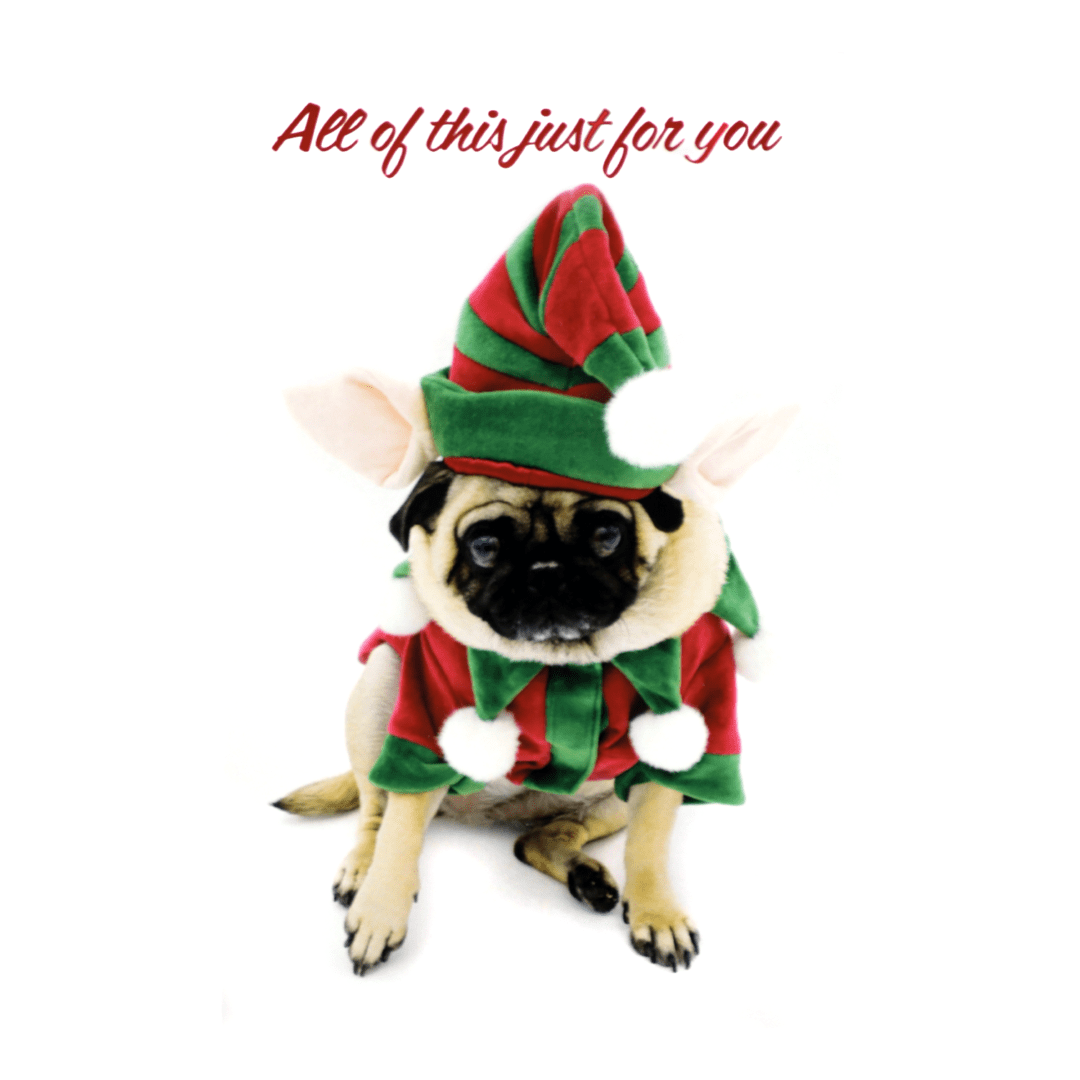 A pug dog dressed as an elf for christmas.