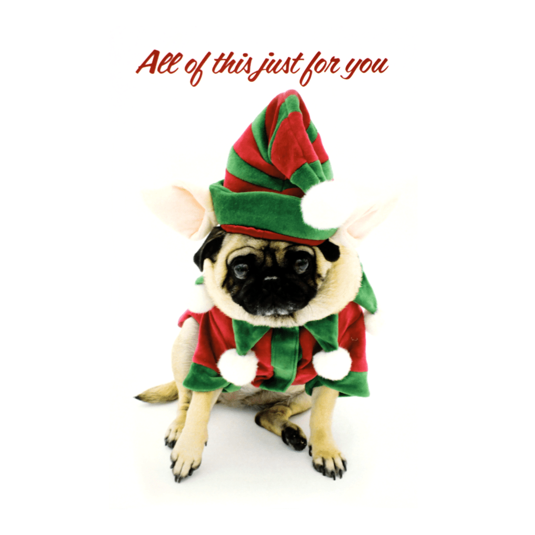 A pug dog dressed as an elf for christmas.