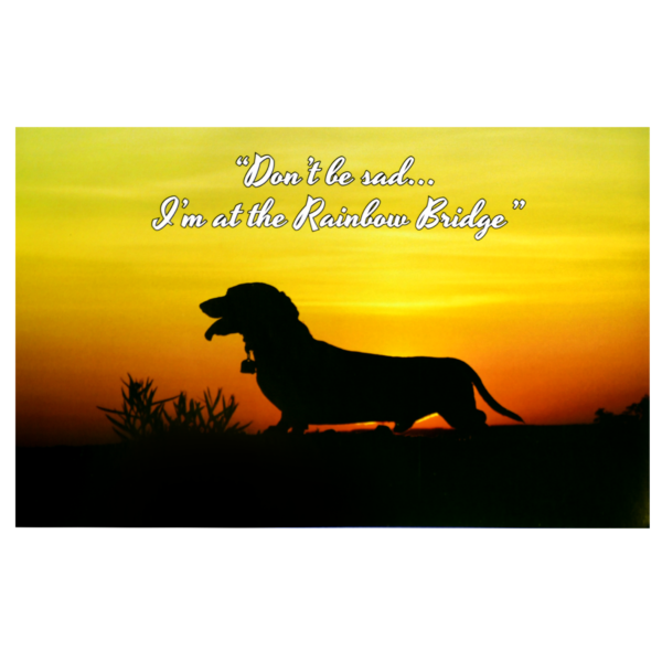 A dog standing in front of the sunset with a quote.