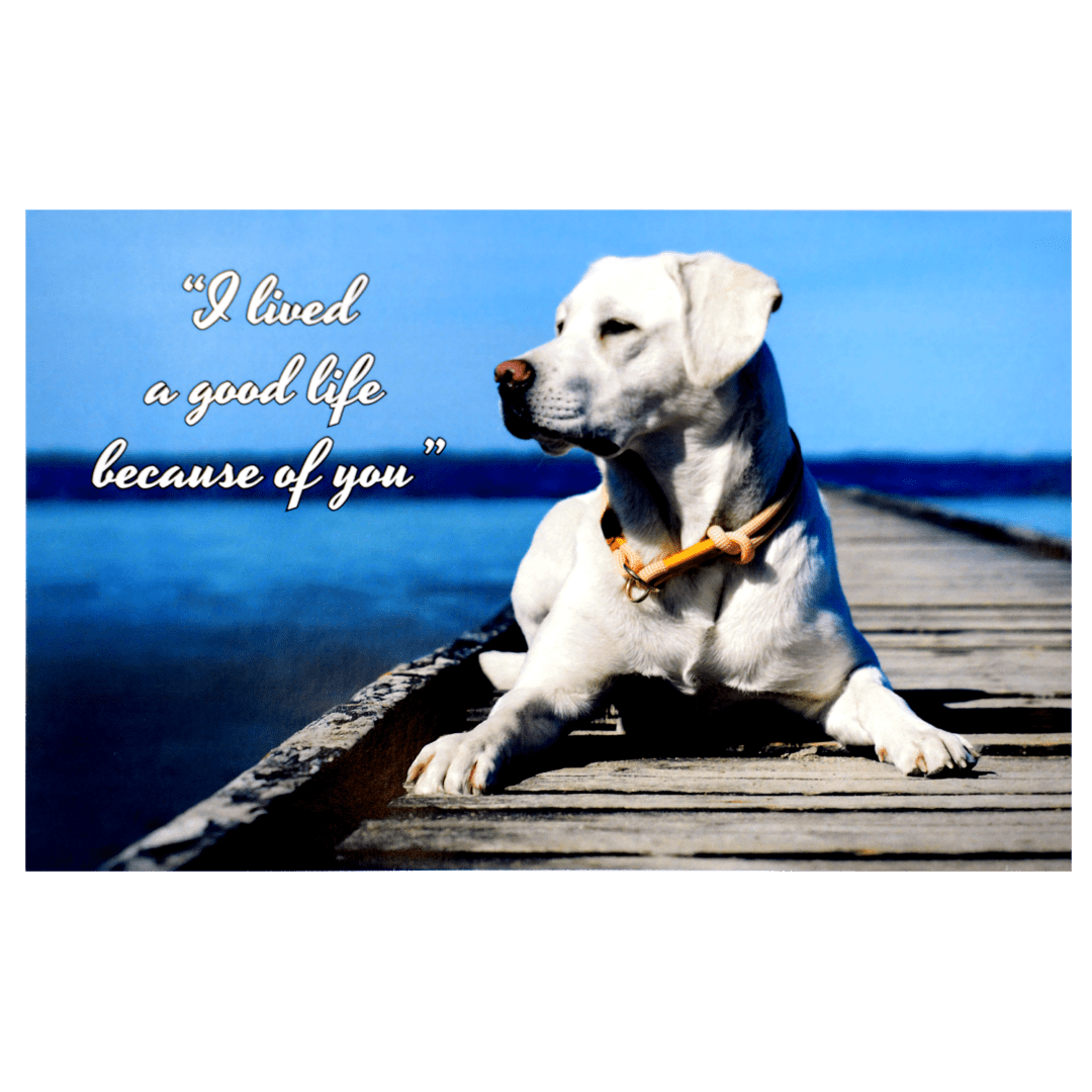 A dog sitting on the dock of a pier.