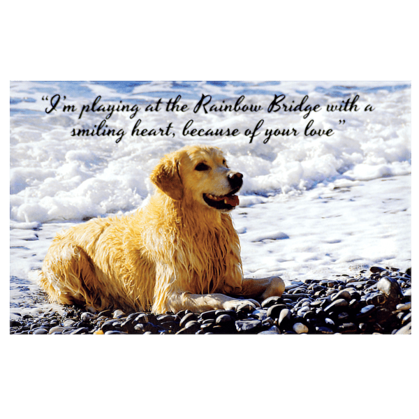 A dog sitting on top of some rocks.