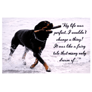 A dog with a stick in its mouth and the words " my life was perfect. I would change it thing !"