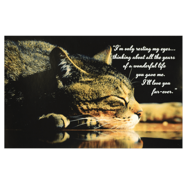 A cat is drinking water with the words " i am only waiting my eyes ".