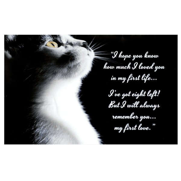 A cat with a quote on it's face.