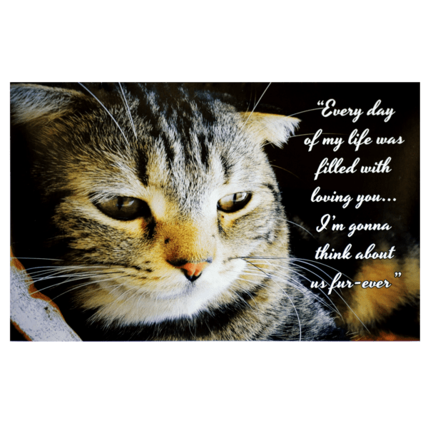 A cat with a quote on it's face.