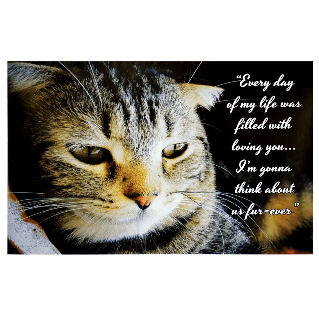 A cat with a quote on it's face.