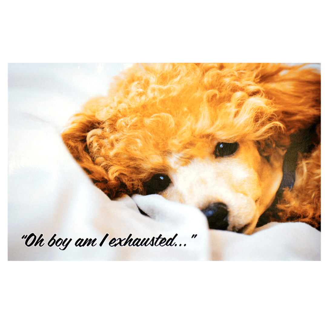 A dog laying on top of a bed with the words " oh boy am i exhausted ".