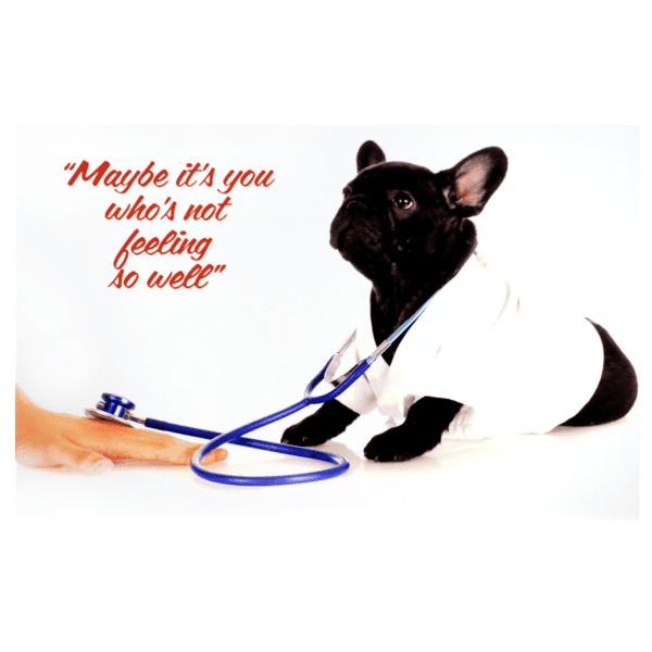 A cat wearing a stethoscope and holding a blue stethoscope.