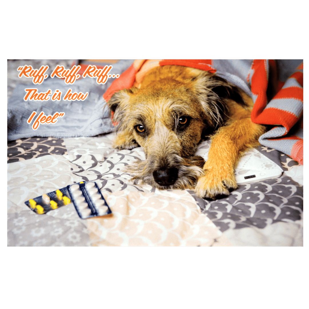 A dog laying on the bed with a blanket