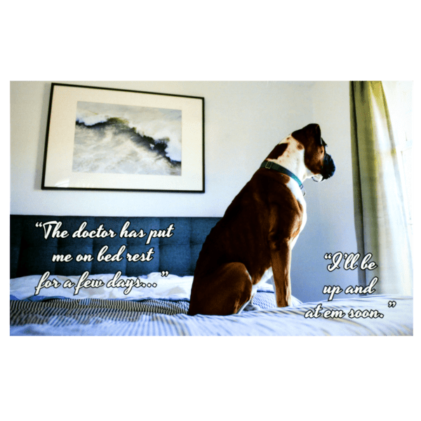 A dog sitting on top of a bed with a picture.