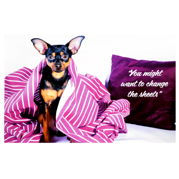 A dog wrapped in a blanket with a pillow and quote.