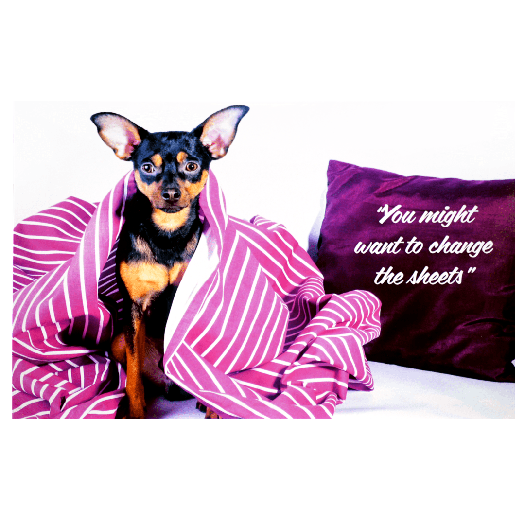 A dog wrapped in a blanket with a pillow and quote.