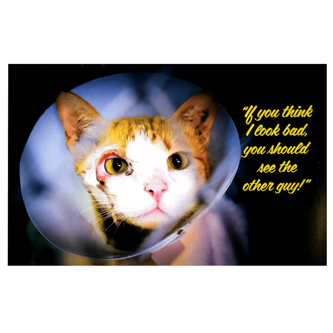 A cat with a quote on it's face.