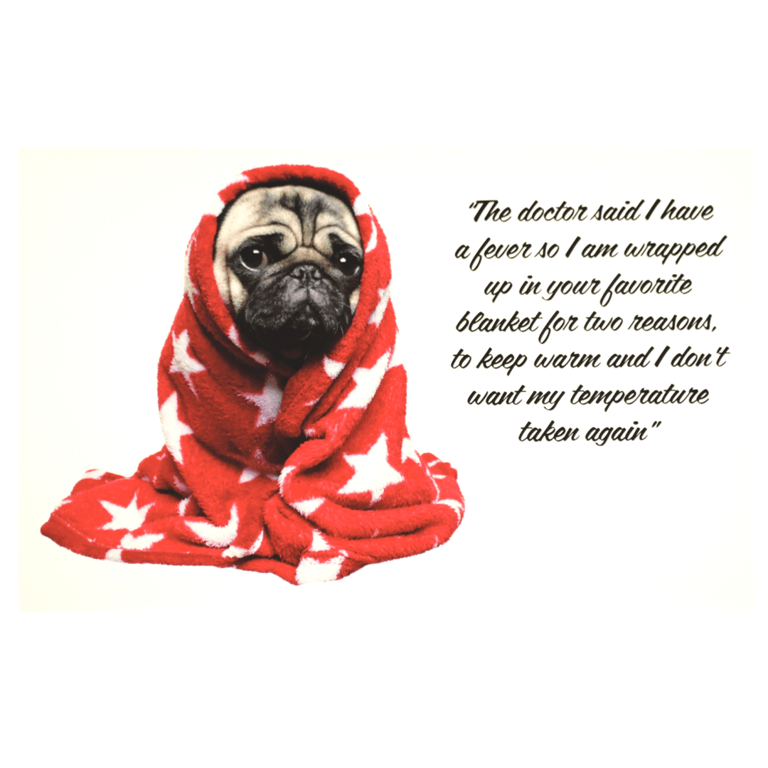 A pug dog wrapped in a blanket with the words " doctor said i have a fear of pugs trapped up to your favorite blankets for two months