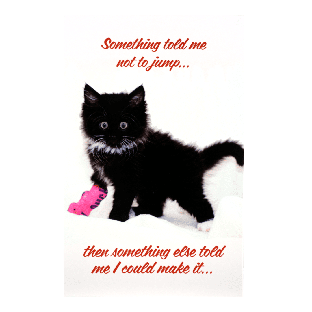 A black cat with pink shoe and quote