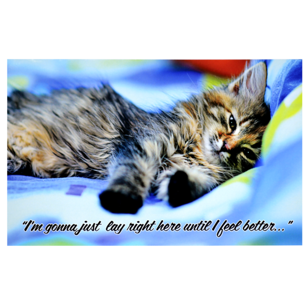 A cat is laying on top of the bed.