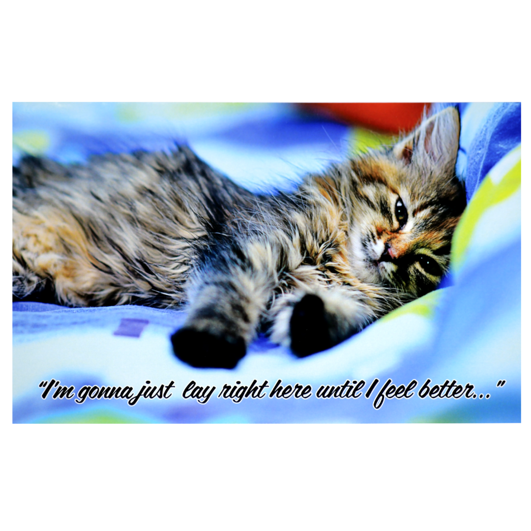 A cat is laying on top of the bed.