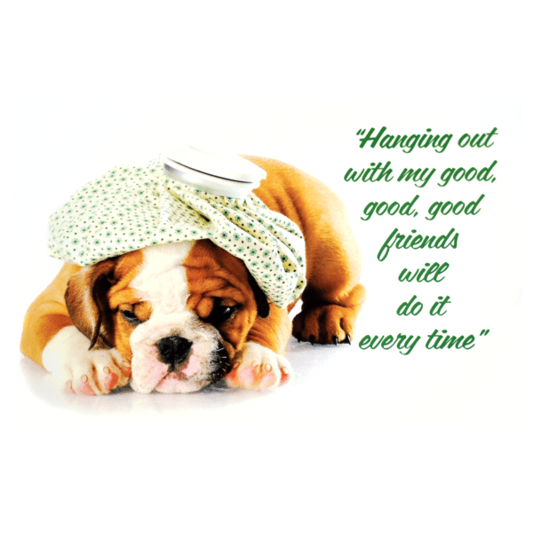 A dog with a bow on its head and quote