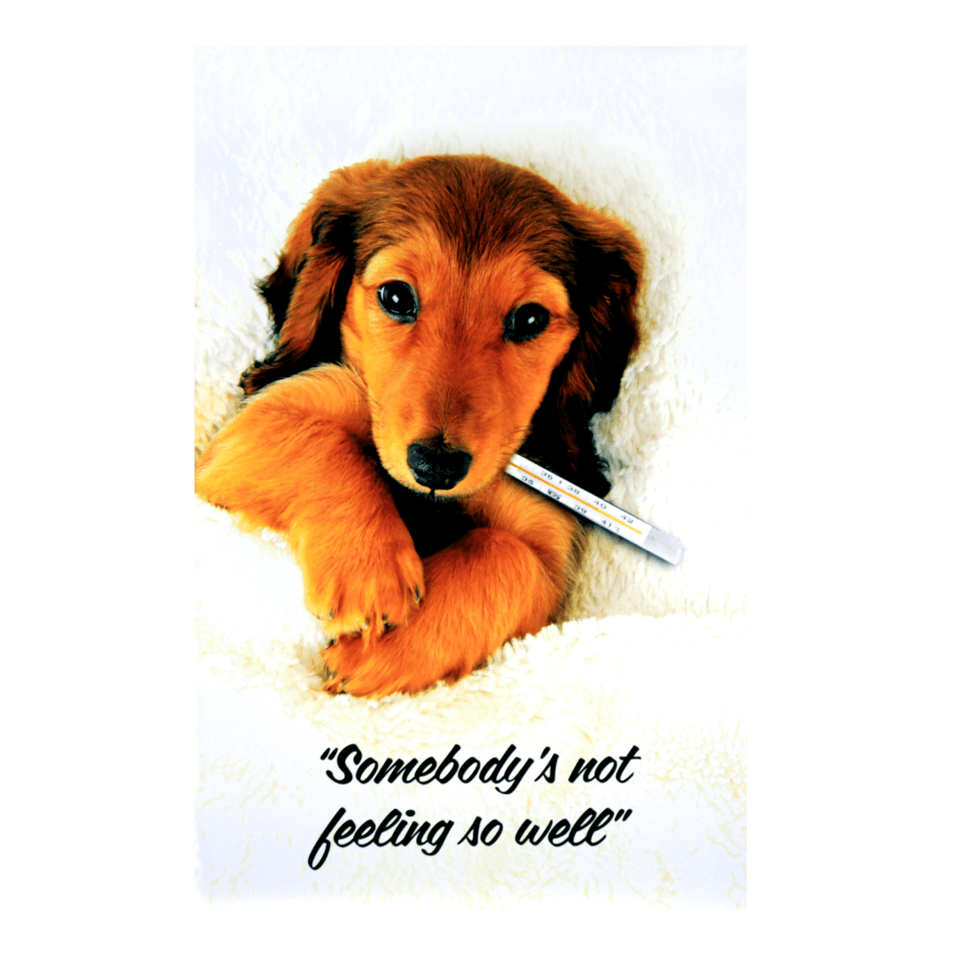 A dog with a pen in its mouth and the quote " somebody 's not feeling so well ".