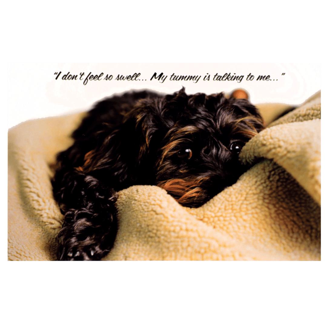 A dog laying on top of a blanket.