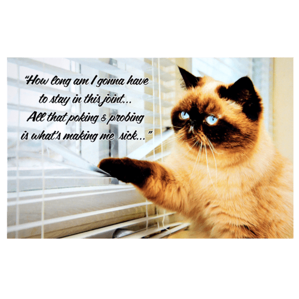 A cat sitting on top of a window sill.