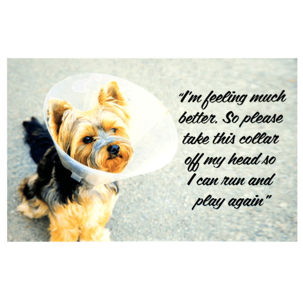 A dog with a cone on its head and caption